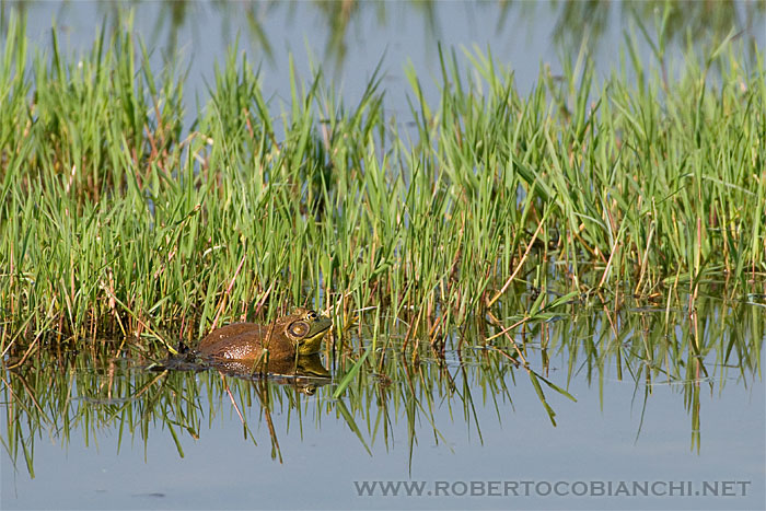 Rana toro - Lithobates catesbeianus (Emilia)